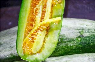 成县的吃瓜网红有哪些,瓜田里的“吃瓜”达人盘点 第3张 成县的吃瓜网红有哪些,瓜田里的“吃瓜”达人盘点 第3张